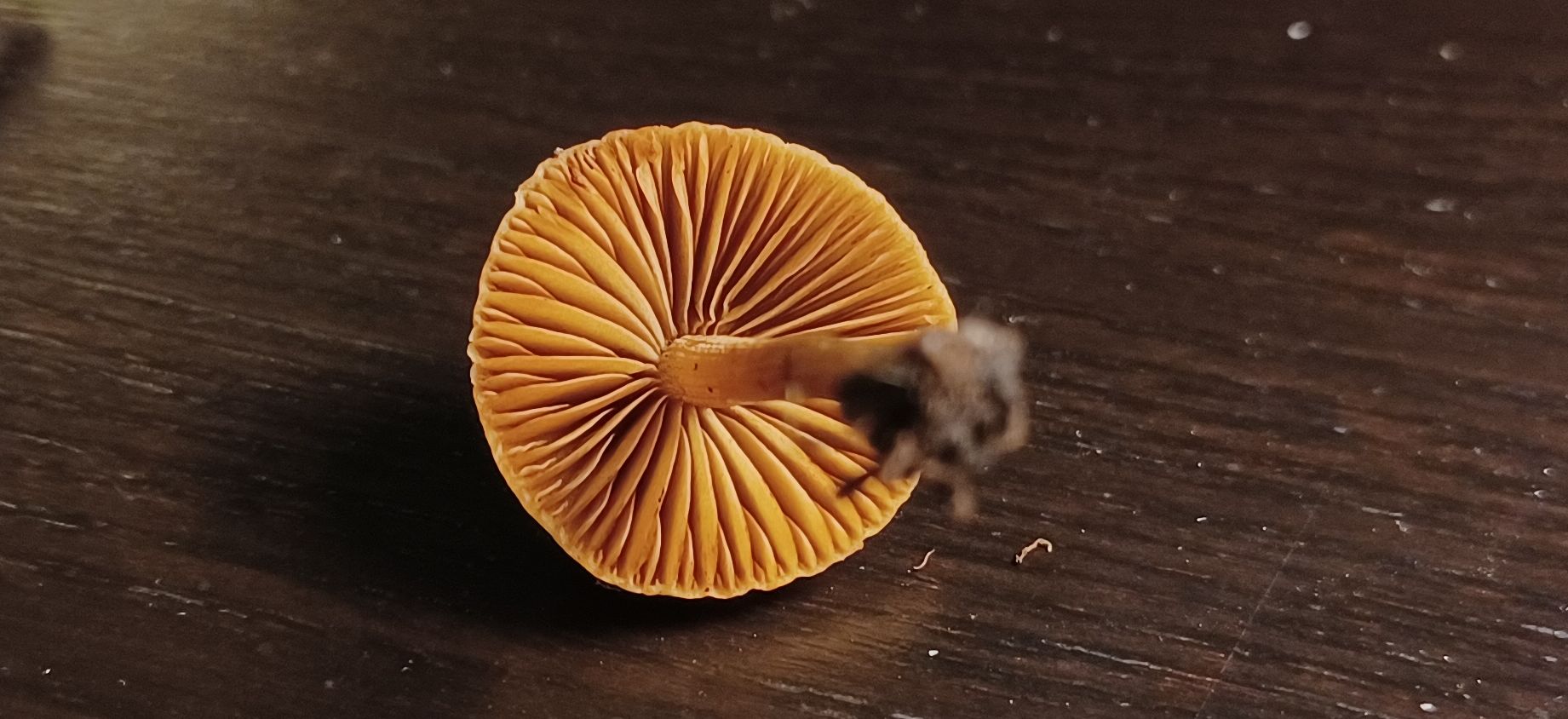 Intrusi da determinare- Grazie