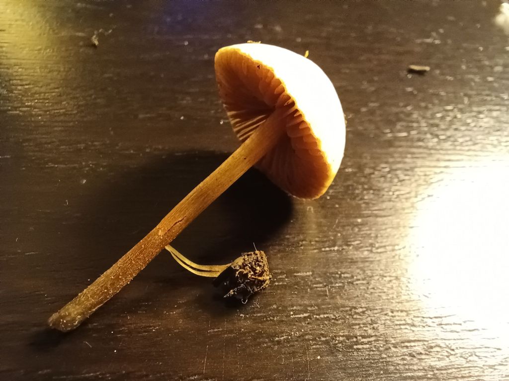 Intrusi da determinare- Grazie