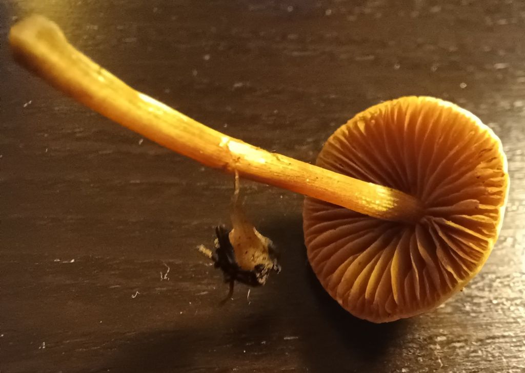 Intrusi da determinare- Grazie