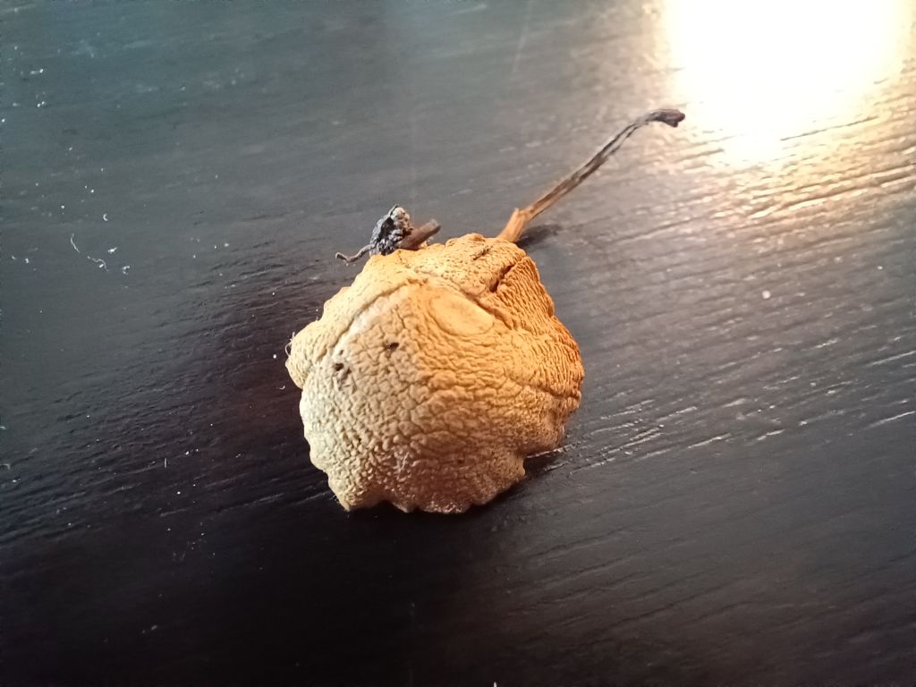 Intrusi da determinare- Grazie