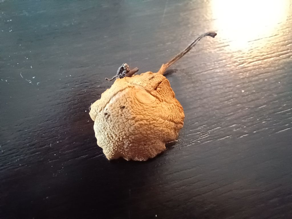 Intrusi da determinare- Grazie