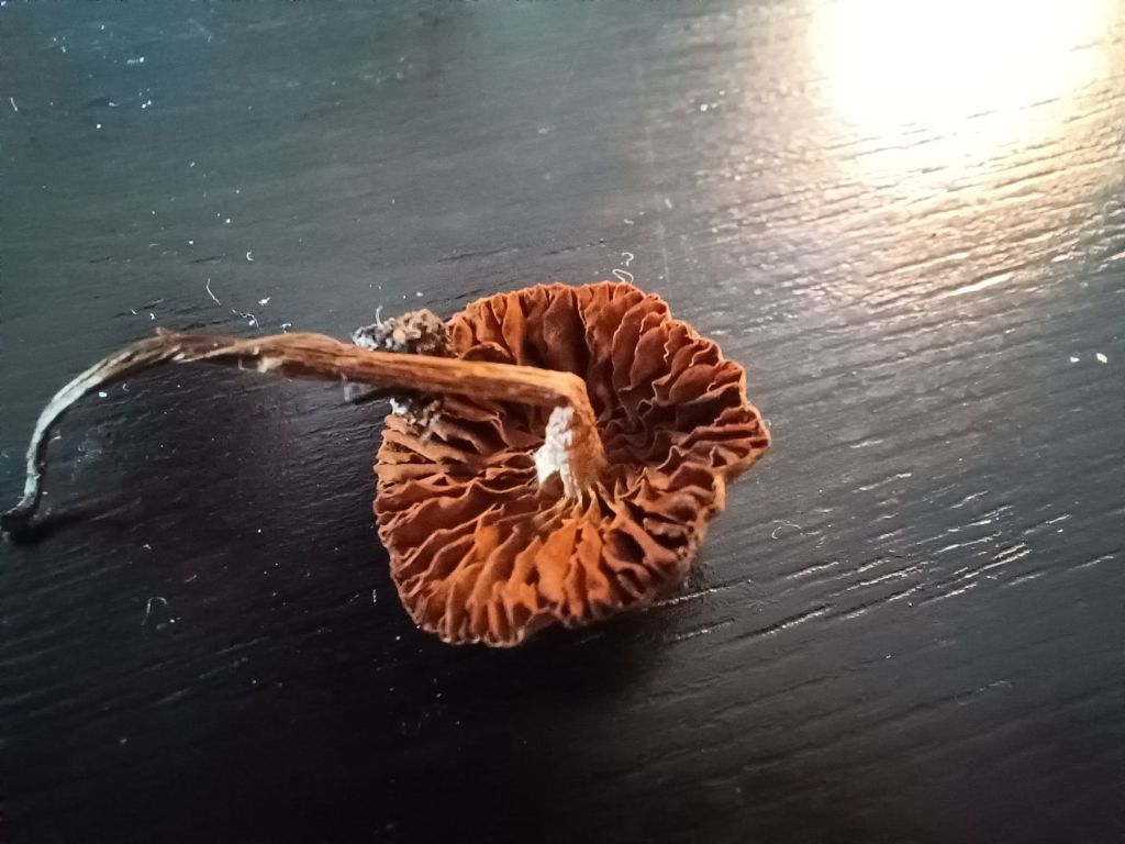 Intrusi da determinare- Grazie