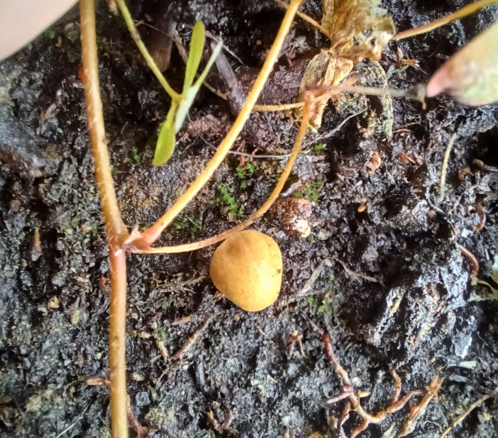 Intrusi da determinare- Grazie