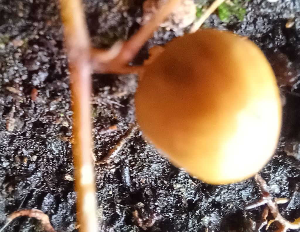 Intrusi da determinare- Grazie