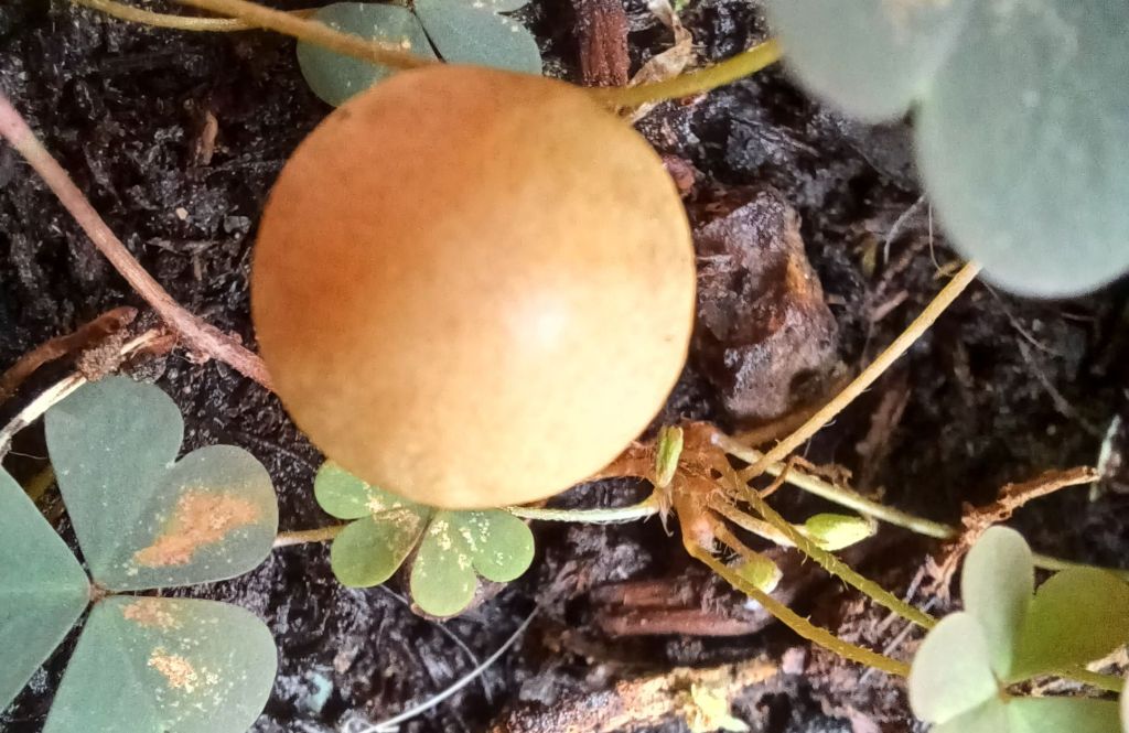 Intrusi da determinare- Grazie