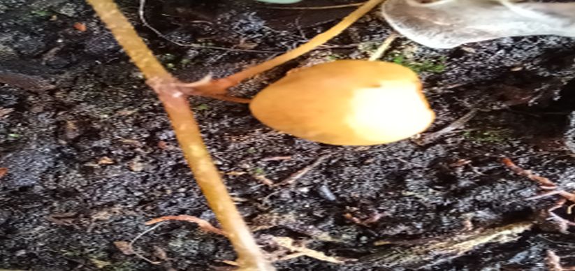 Intrusi da determinare- Grazie