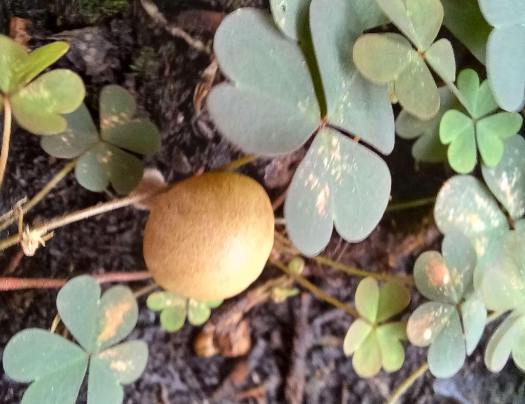 Intrusi da determinare- Grazie