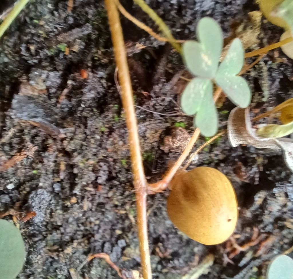 Intrusi da determinare- Grazie