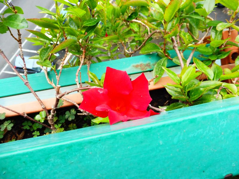 un intruso giallo nel vaso di Mandevilla Splendens Rossa con fiori a forma d''imbuto