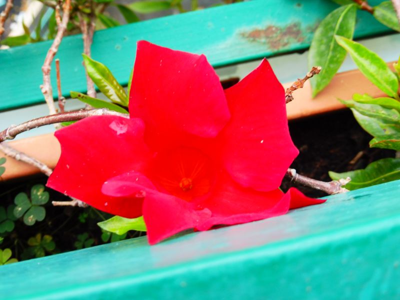 un intruso giallo nel vaso di Mandevilla Splendens Rossa con fiori a forma d''imbuto