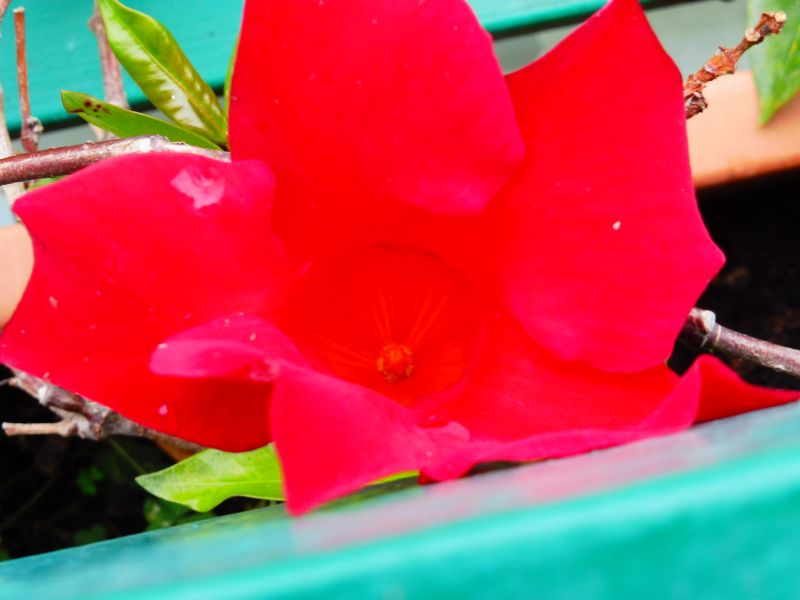 un intruso giallo nel vaso di Mandevilla Splendens Rossa con fiori a forma d''imbuto