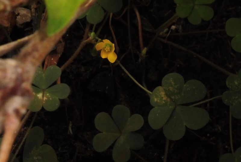 un intruso giallo nel vaso di Mandevilla Splendens Rossa con fiori a forma d''imbuto