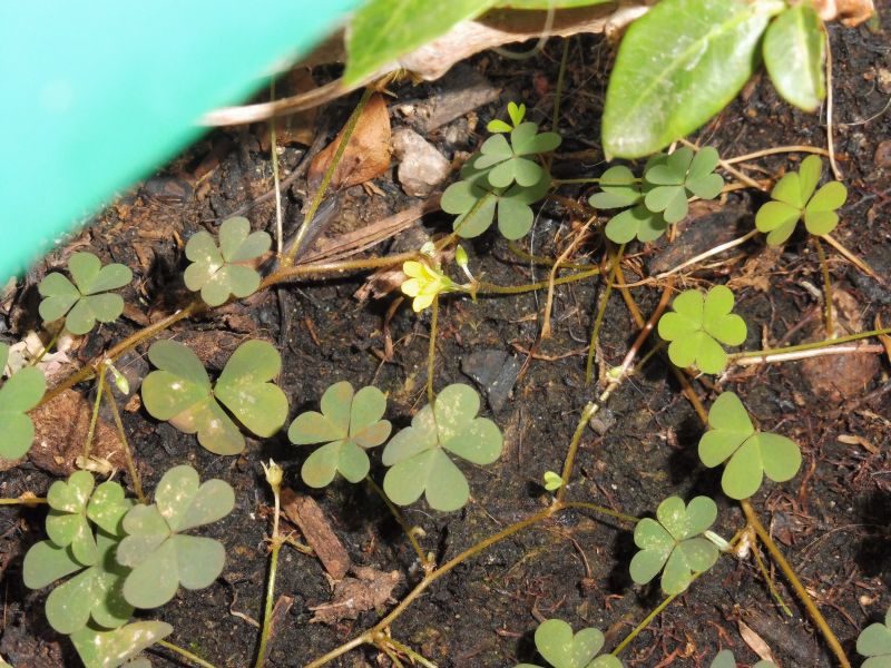 un intruso giallo nel vaso di Mandevilla Splendens Rossa con fiori a forma d''imbuto