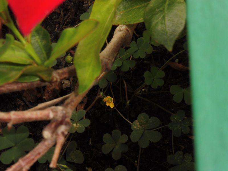 un intruso giallo nel vaso di Mandevilla Splendens Rossa con fiori a forma d''imbuto