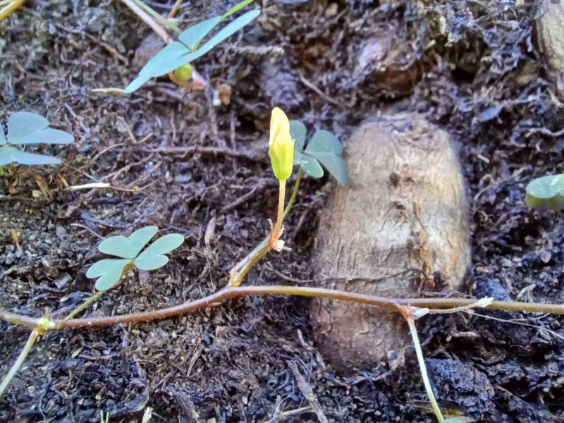 un intruso giallo nel vaso di Mandevilla Splendens Rossa con fiori a forma d''imbuto