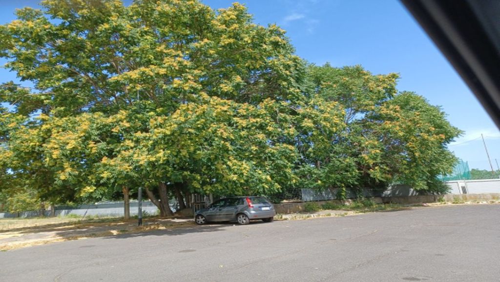 E'' l''albero del paradiso?  S, Ailanthus altissima