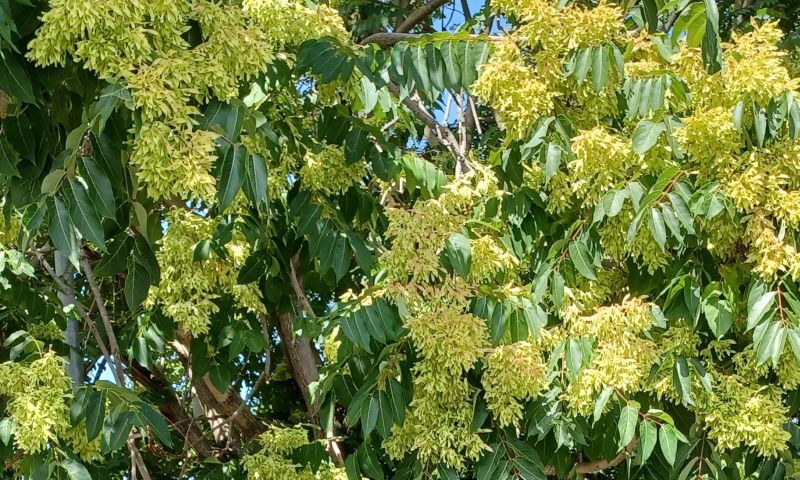 E'' l''albero del paradiso?  S, Ailanthus altissima