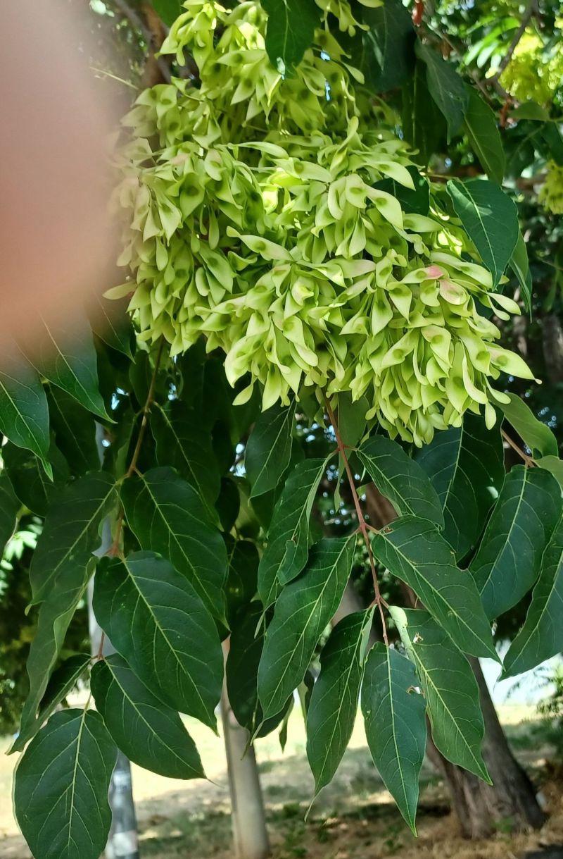 E'' l''albero del paradiso?  S, Ailanthus altissima