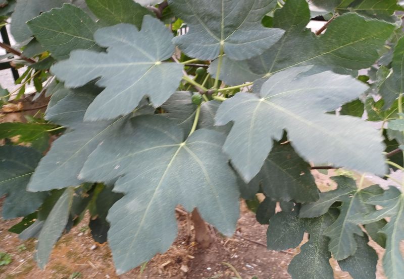 Ficus carica