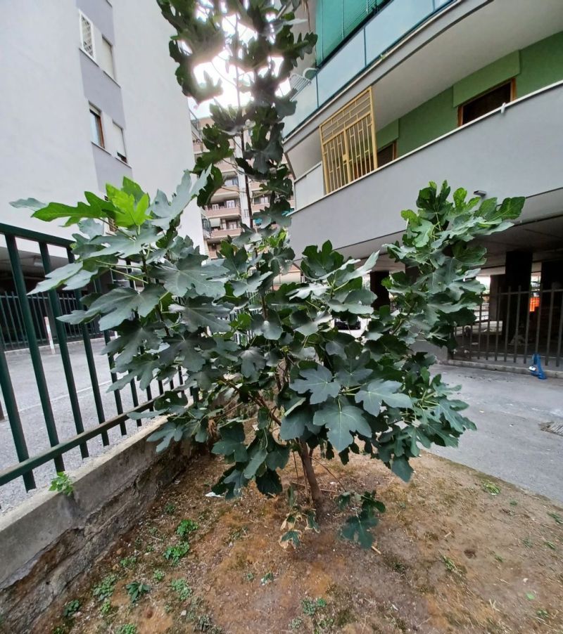 Ficus carica