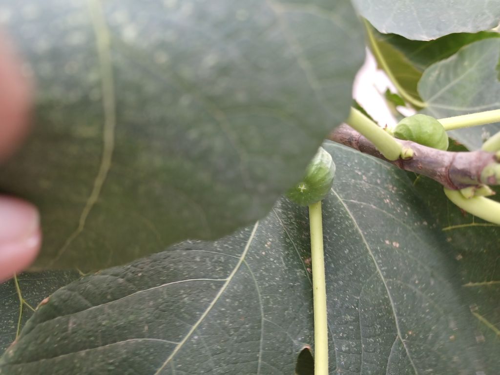 Ficus carica