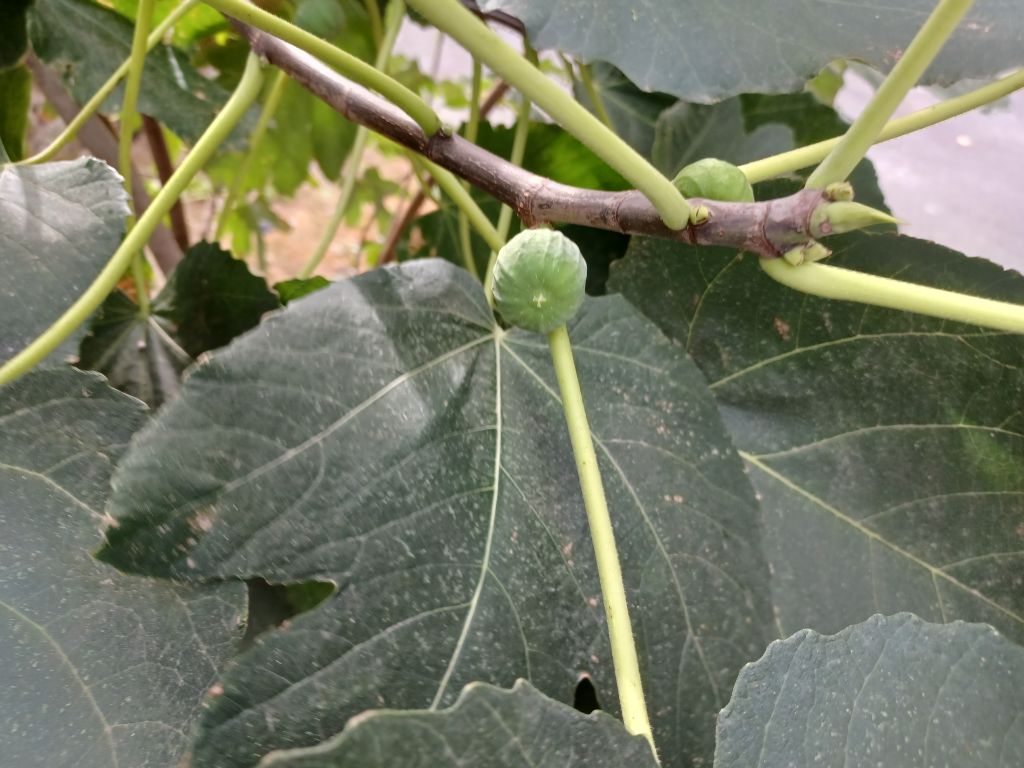 Ficus carica