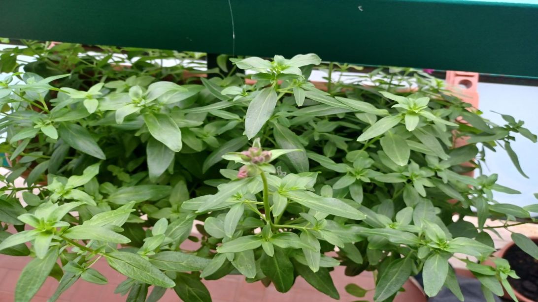 Antirrhinum majus  (Plantaginaceae)