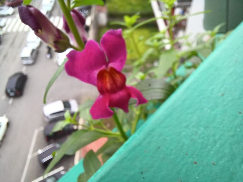Antirrhinum majus  (Plantaginaceae)