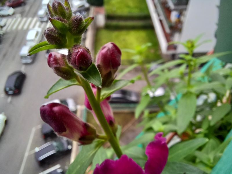 Antirrhinum majus  (Plantaginaceae)
