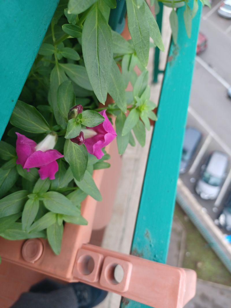 Antirrhinum majus  (Plantaginaceae)