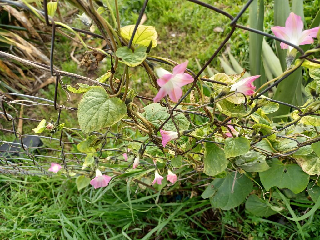 Ipomoea cfr. purpurea