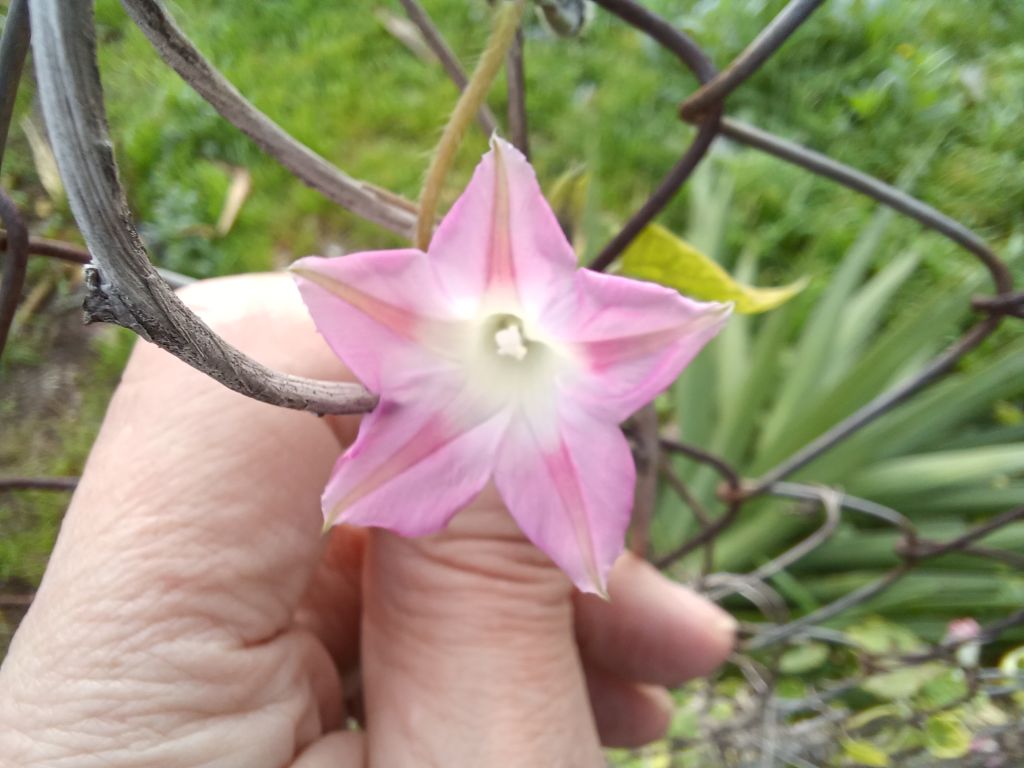 Ipomoea cfr. purpurea