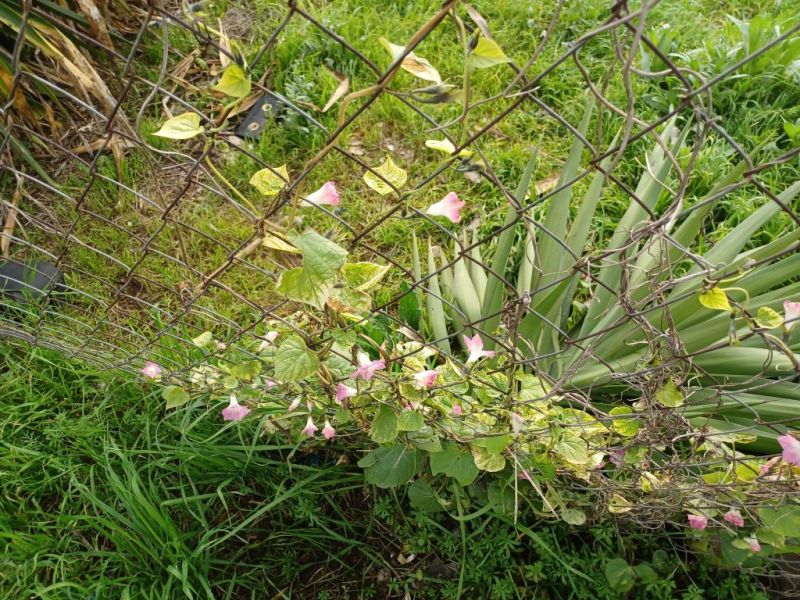 Ipomoea cfr. purpurea