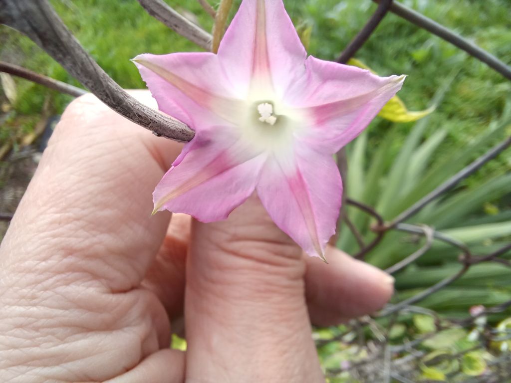 Ipomoea cfr. purpurea