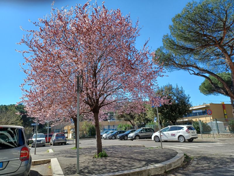 penso ad un Prunus