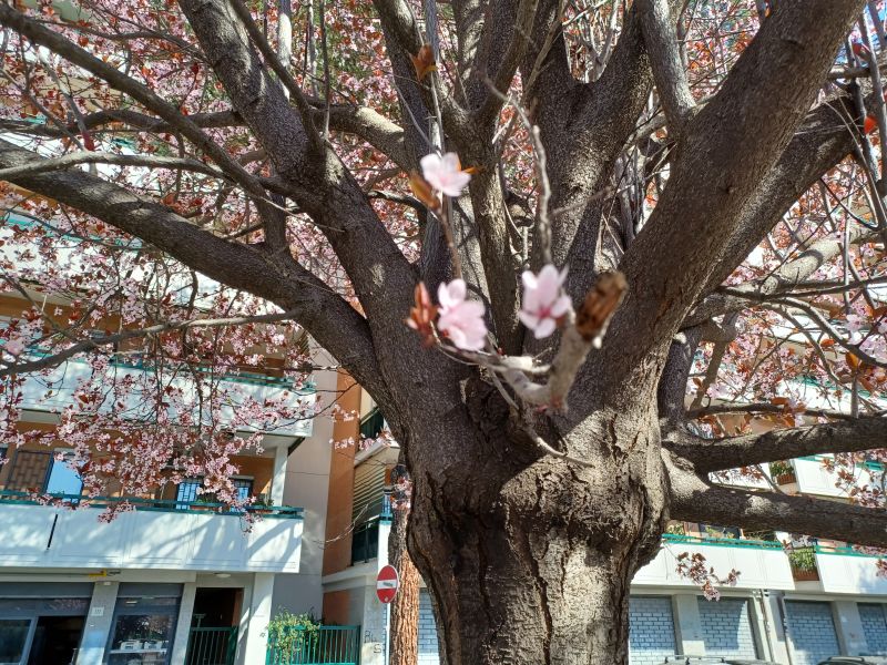 penso ad un Prunus