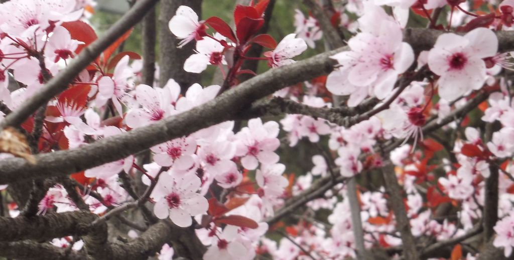 penso ad un Prunus