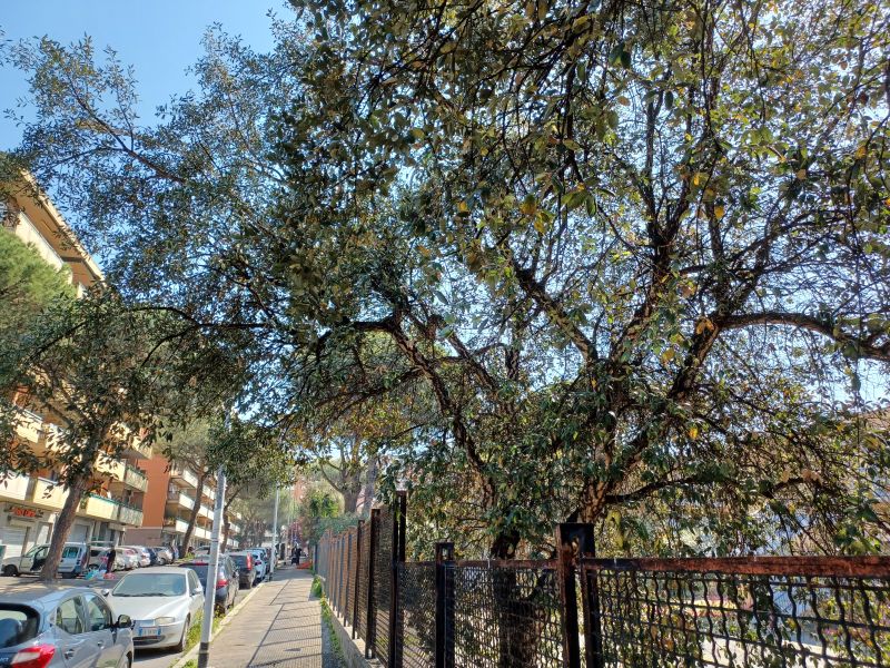 pu essere un leccio in citt? grazie