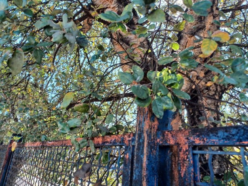 pu essere un leccio in citt? grazie