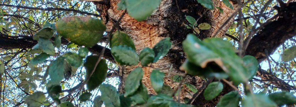 pu essere un leccio in citt? grazie