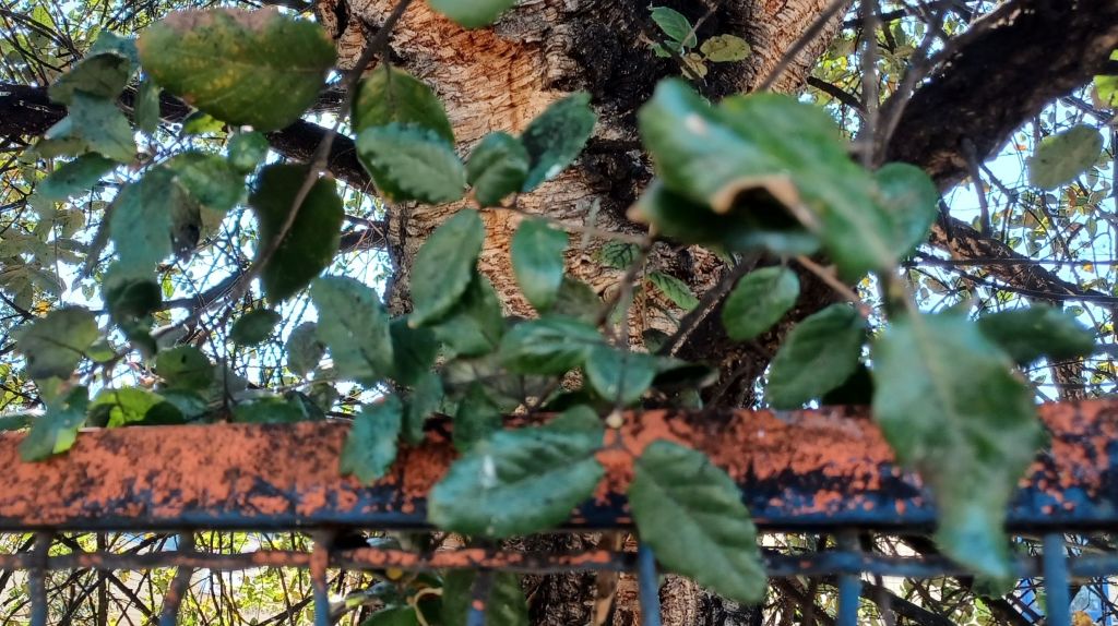 pu essere un leccio in citt? grazie