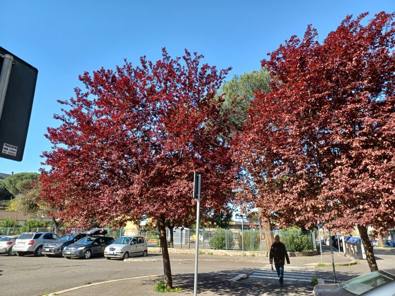 penso ad un Prunus
