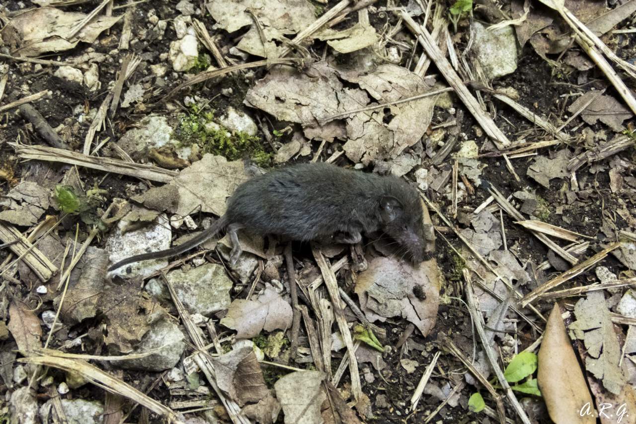 Crocidura suaveolens