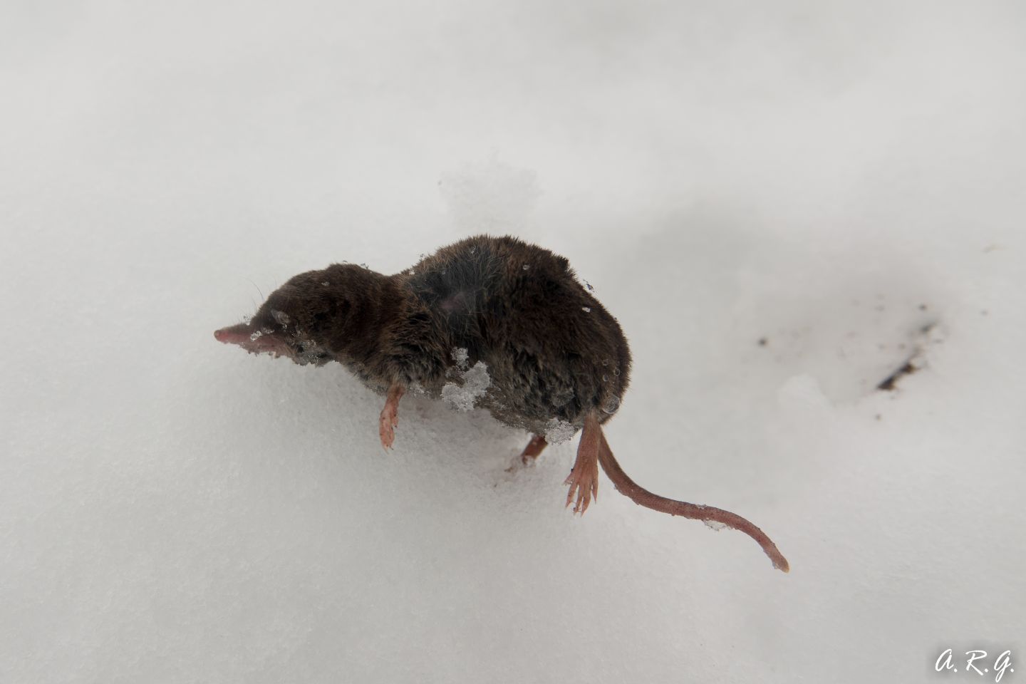 Identificazione Soricidae: Sorex sp.