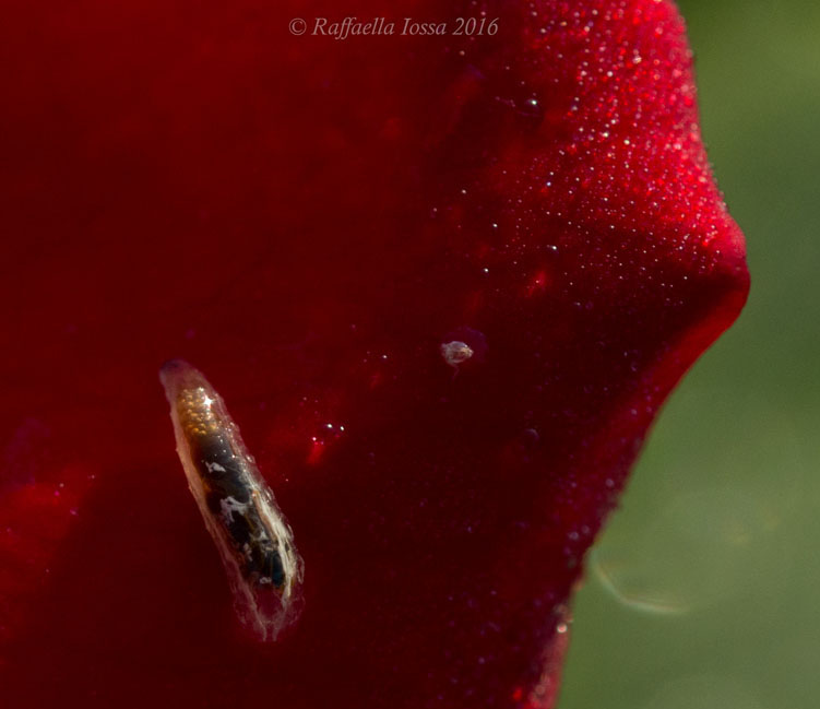 Larva di Syrphidae:   Episyrphus balteatus (cfr.)