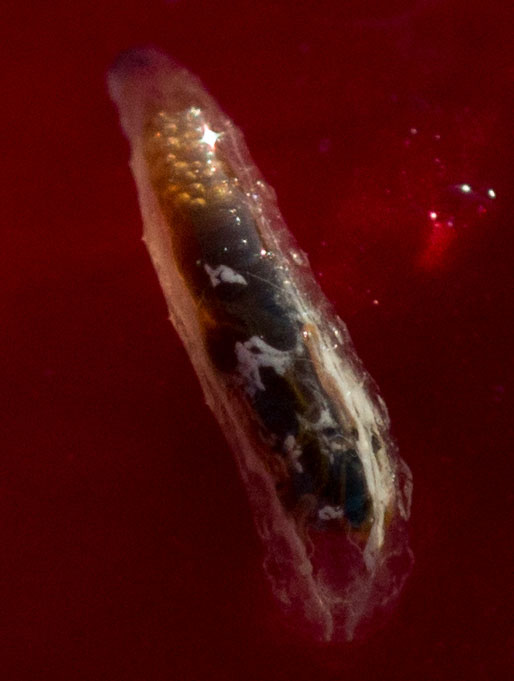 Larva di Syrphidae:   Episyrphus balteatus (cfr.)