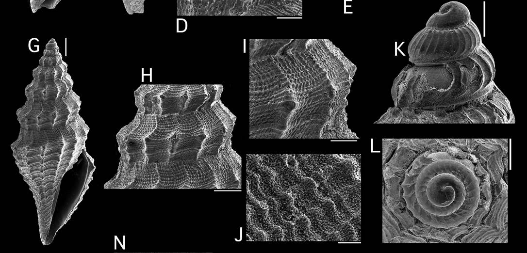 Microfossile 33