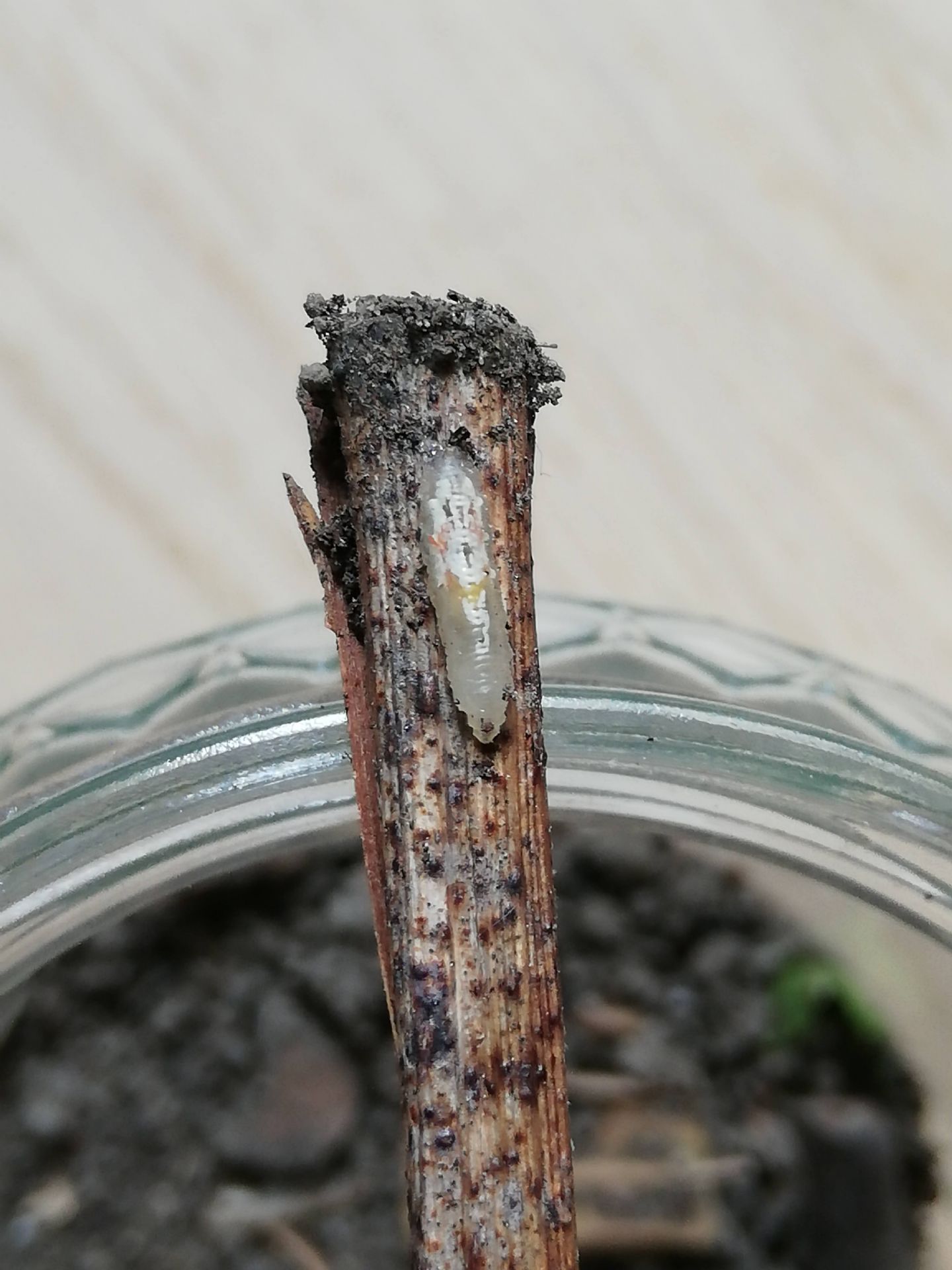 Identificazione larva...dittero Syrphidae