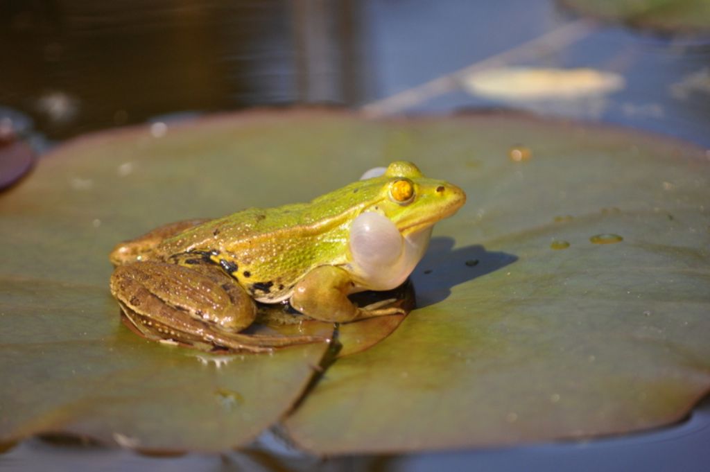 Rana comune? Pelophylax lessonae bergeri (prov. Roma)