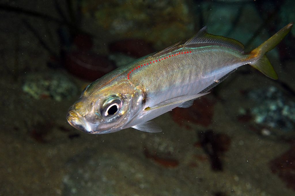 Trachurus mediterraneus (Steindachner, 1868)